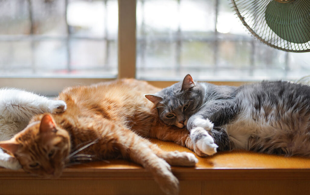Du tartre et de la gingivite chez le chat