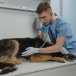 Santé chien : protéger son chien contre la Leishmaniose