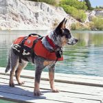 Rescue equipment to keep your dog safe
