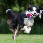 The 5 Best Outdoor Toys for Dogs