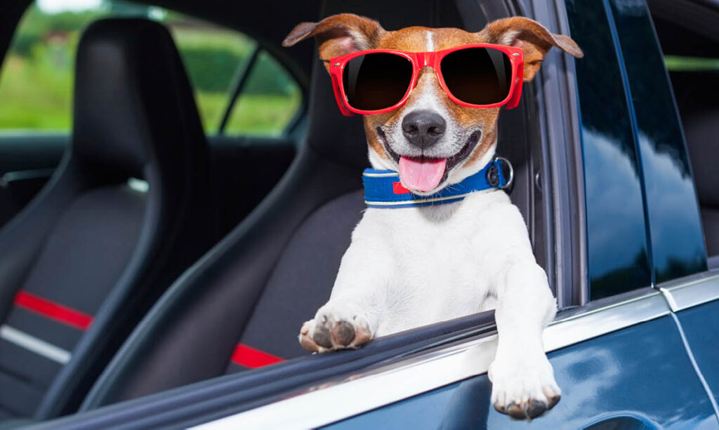 chien voiture