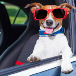 The different equipment ideal for bringing your pet in the car