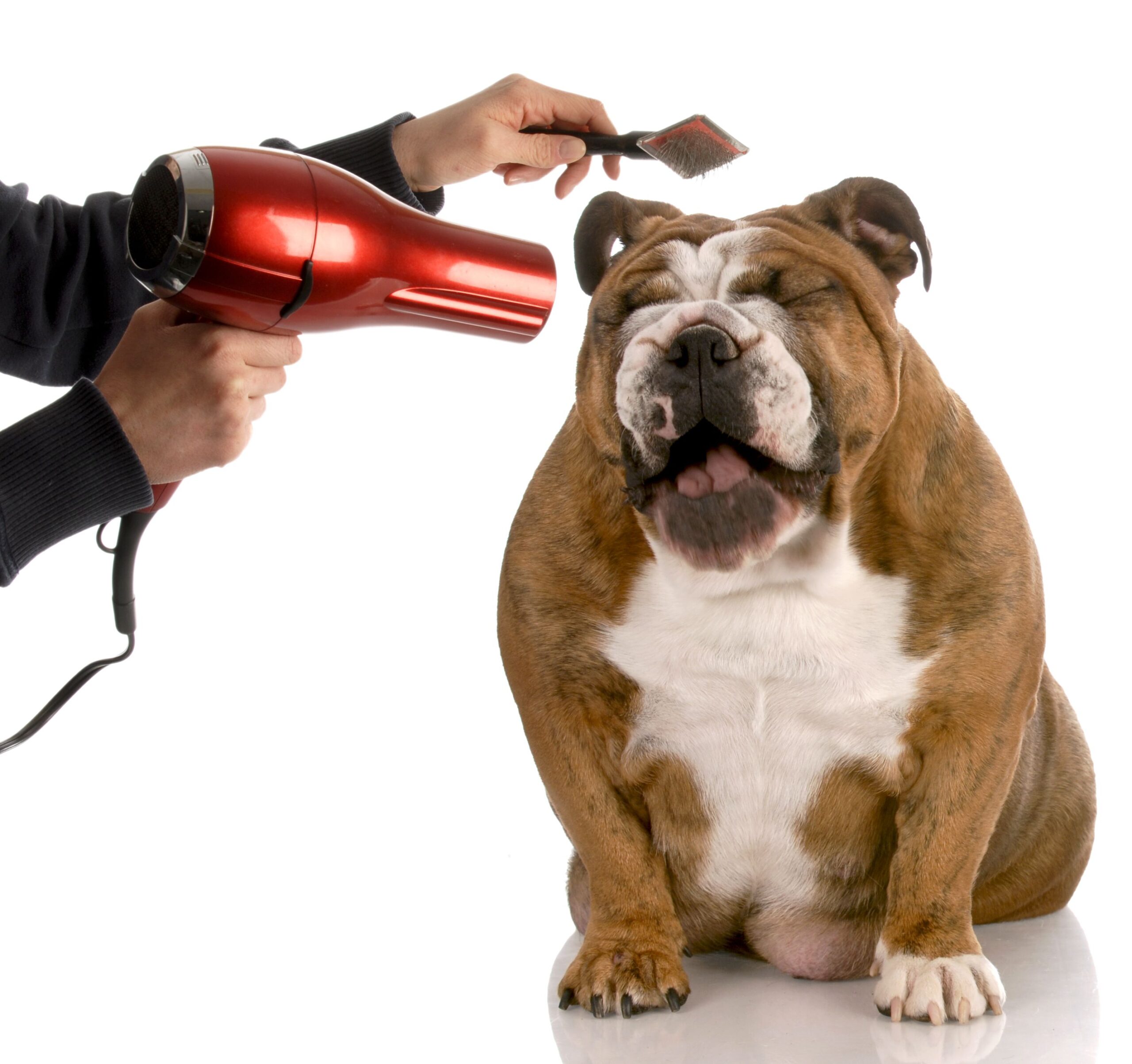 6167973 - dog getting groomed - english bulldog laughing while being brushed
