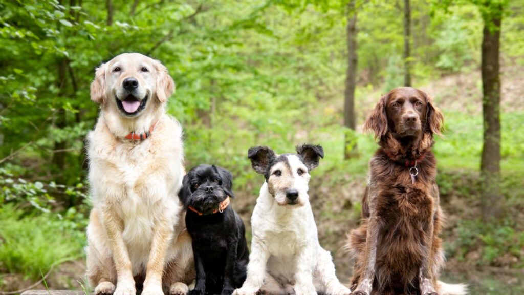 L'âge du chien en âge humain