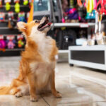 An animal specialty pet shop
