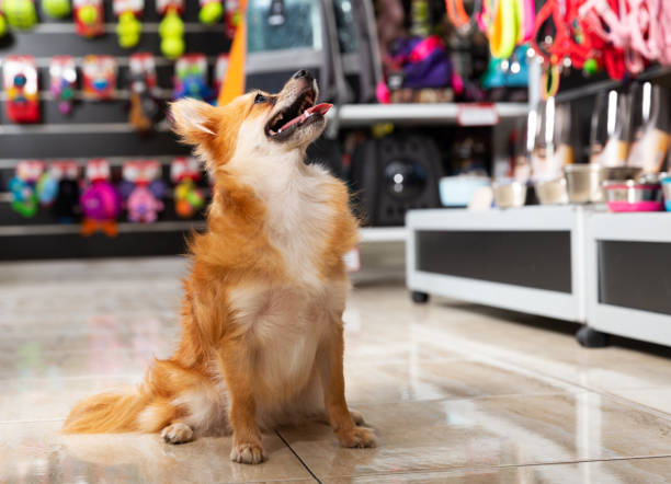 Portrait of cute dog near different variation of goods for animals in pet store