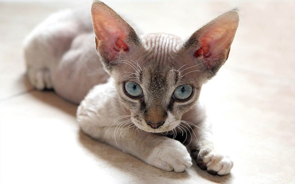 Le chat Devon Rex