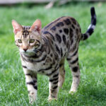 Bengal cat, beauty and exoticism of the feline