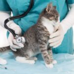 Cats and diseases