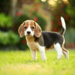 A Beagle who begins his life at 10 years old