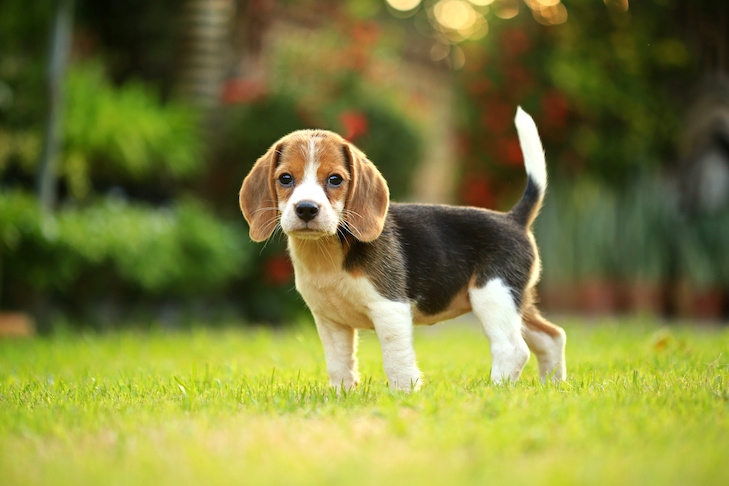 breed of beagle dog on a natural green background