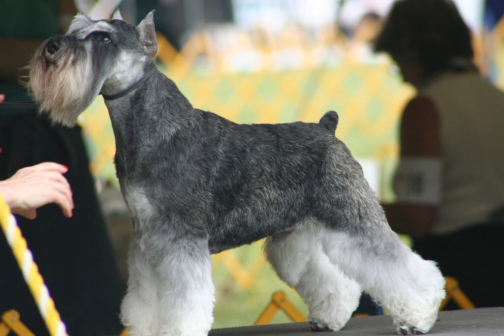 Passionné des Schnauzers