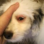 Dog and cat conjunctivitis