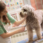 Pet groomer training: why not?