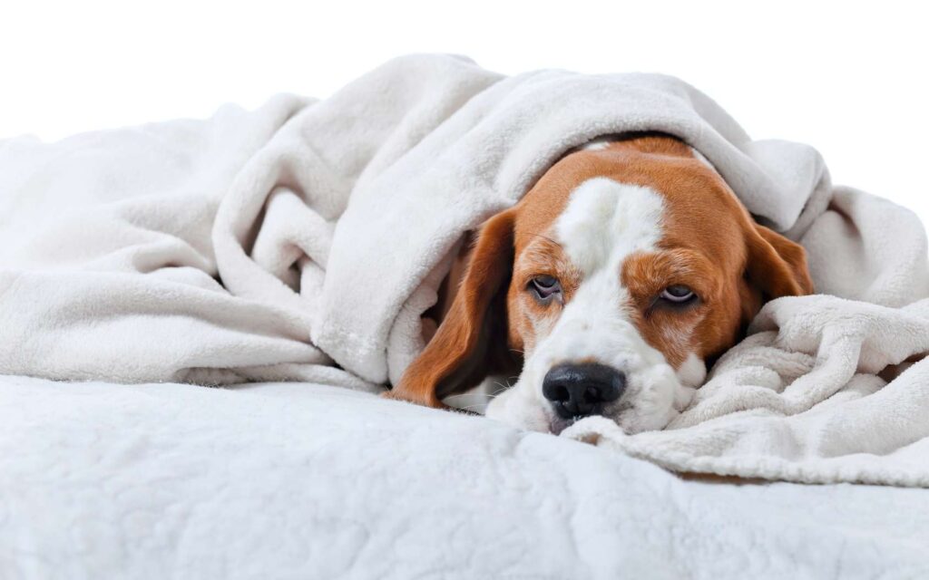 Compréhension de la diarrhée des chiens