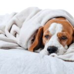 Understanding of dog diarrhea
