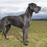 Dog Breed, Zoom on German Dogue
