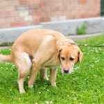 Digestive disorders in dogs