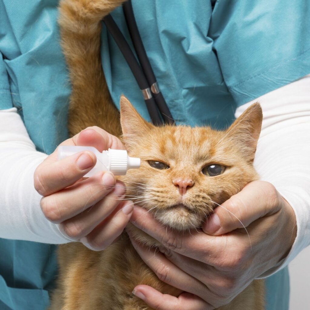 Comment mettre des gouttes à un chat