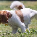 Diseases of urinary tract in dogs