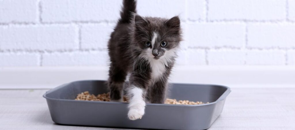 Infection urinaire du chat