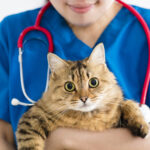 Natural treatments for cat kidneys