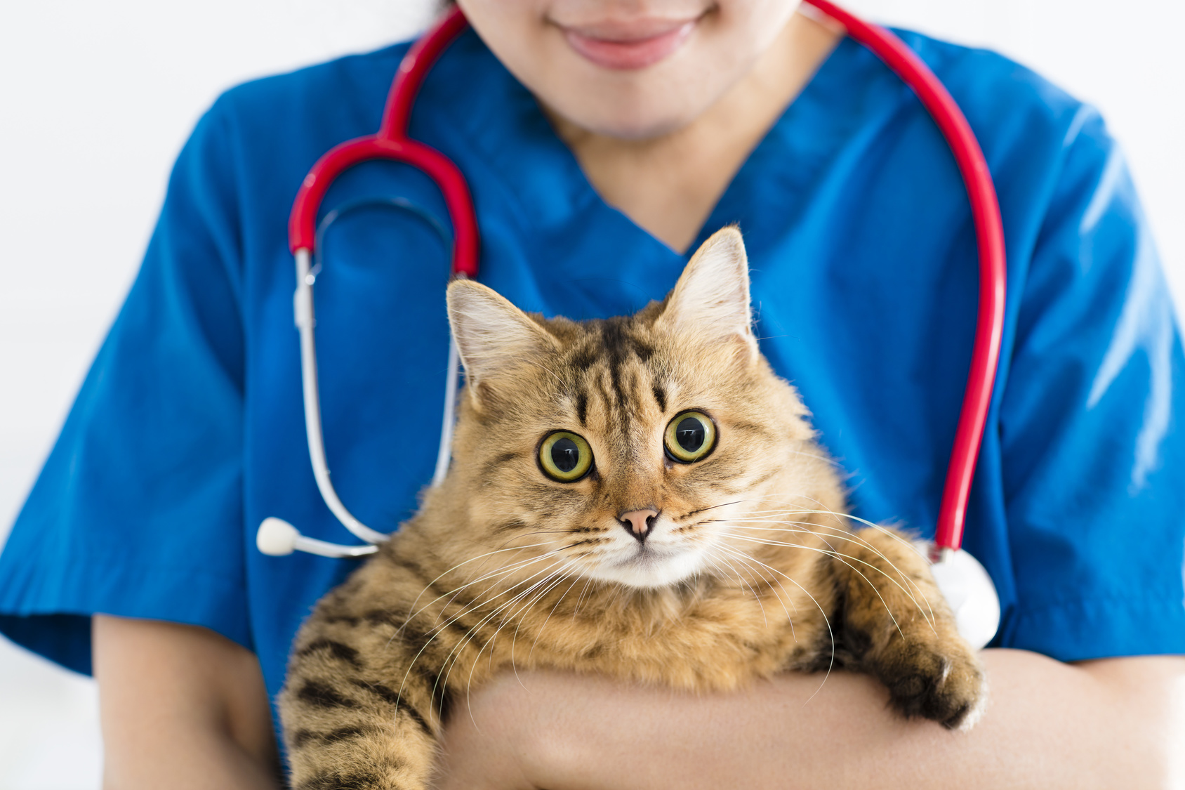 female doctor veterinarian holding cute cat on hands