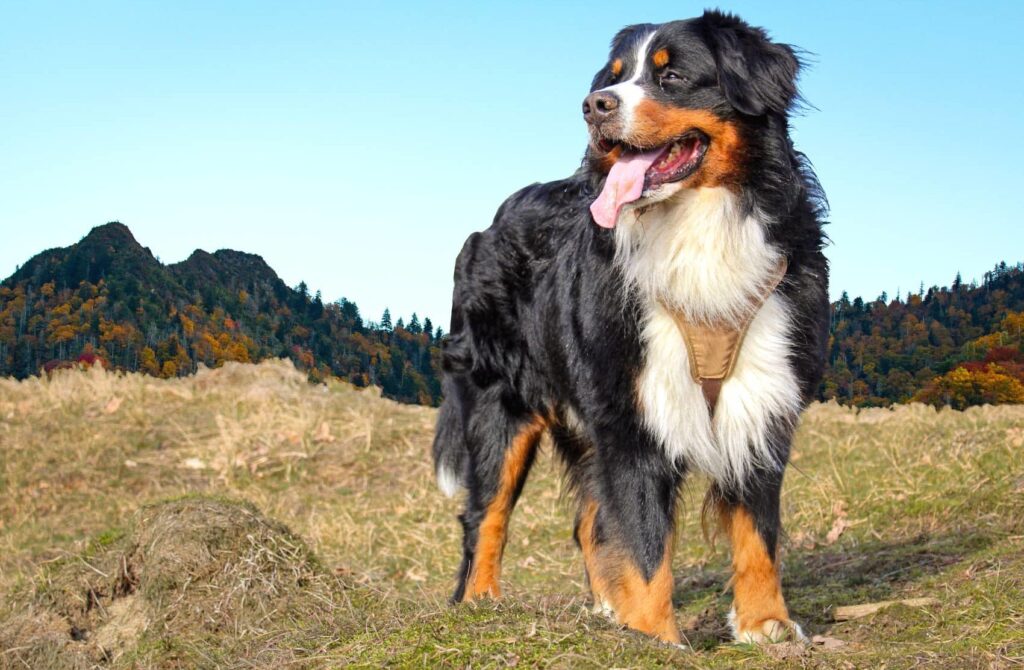 Comment choisir son chien de compagnie
