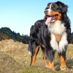 How to choose your pet dog?