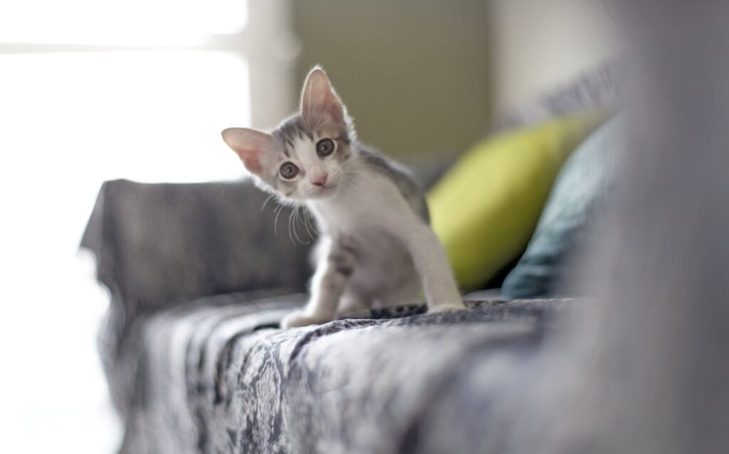 Milieu de vie de notre chaton.