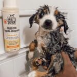 Essential animal shampoos