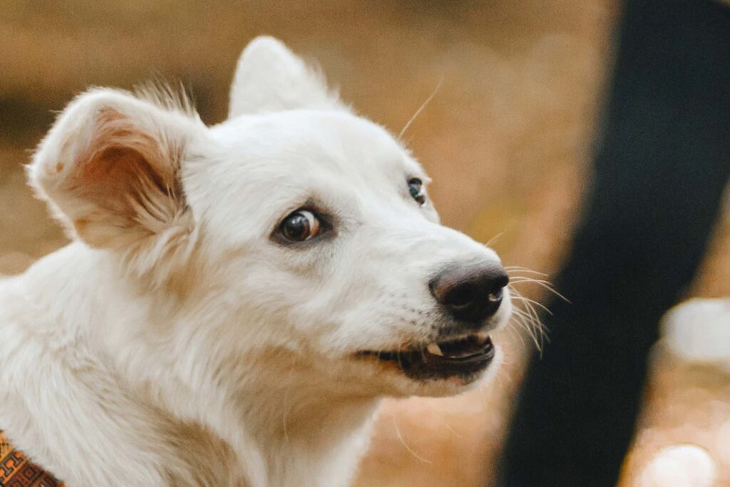 Calmants homéopathiques pour les chiens