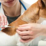 Quels vaccins mon chien devrait-il recevoir ?