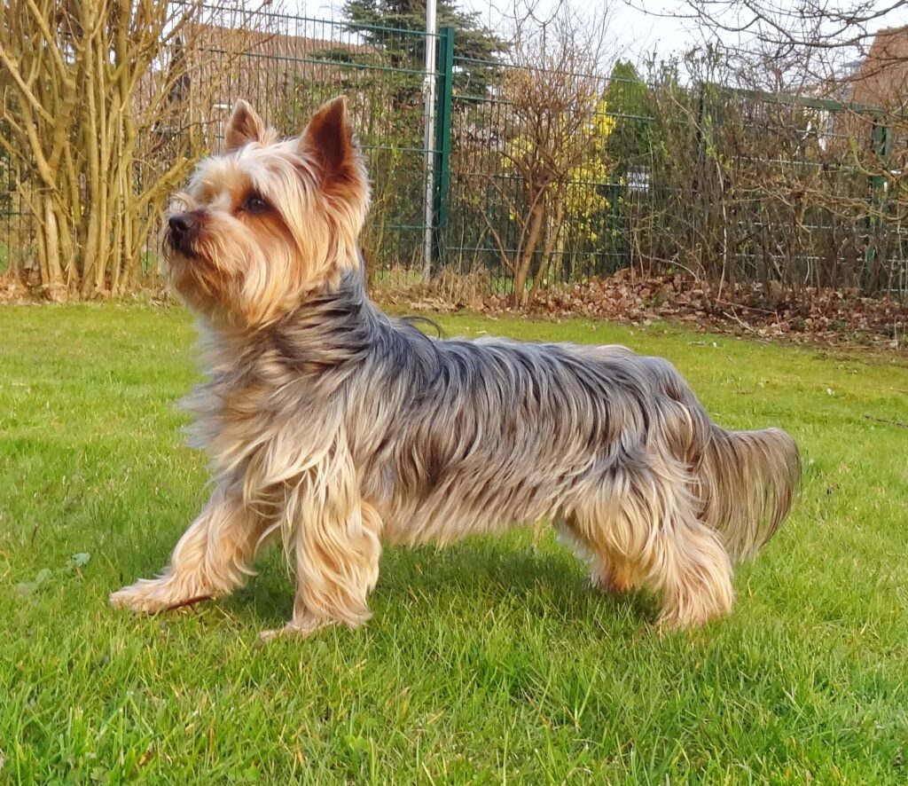 chien dans la famille