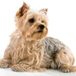 Know the standard of a Yorkshire Terrier