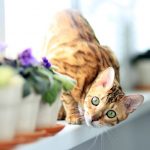 The Bengal cat, a popular and surprising breed.