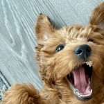 Les dents d'un chien, tous ce que vous devez savoir !