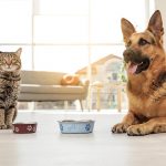 How to change your pet's food?