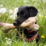 Les 7 avantages des os pour chien