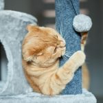 3 criteria to look at on a cat tree