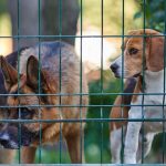 The guide of enclosures and fences for dogs: how to choose the right one for your dog?