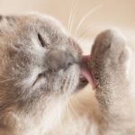 How to remove hairballs from your cat's fur?