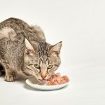 Nourriture humide pour chat : Ce que vous devez savoir sur la conserve.