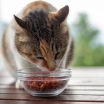 Why take cat food that promotes weight control?