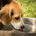 L'additif hygiène buccale : régler mauvaise haleine chien