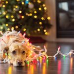 Les décorations de Noël avec les animaux de compagnie