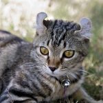 Le chat Highland Lynx, en savoir plus