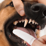 Les avantages d'utiliser un doigtier en microfibre pour chien