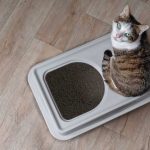 Les différents bacs à litière pour chat : comment choisir le bon ?