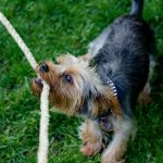 Corde pour chien : pour une meilleure santé mentale et physique